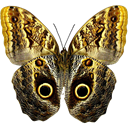 Owl Butterfly - Caligo teucer icon